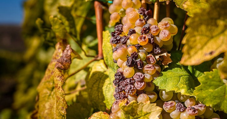 Furmint grapes