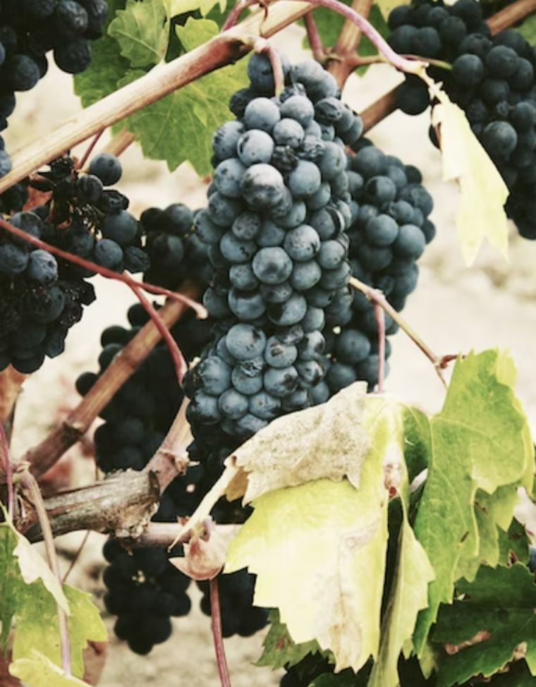 Oregon winemakers prioritize  organic practices in their vineyards.