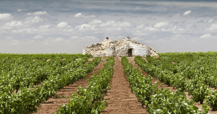 Virgen de las Viñas Bodega y Almazara