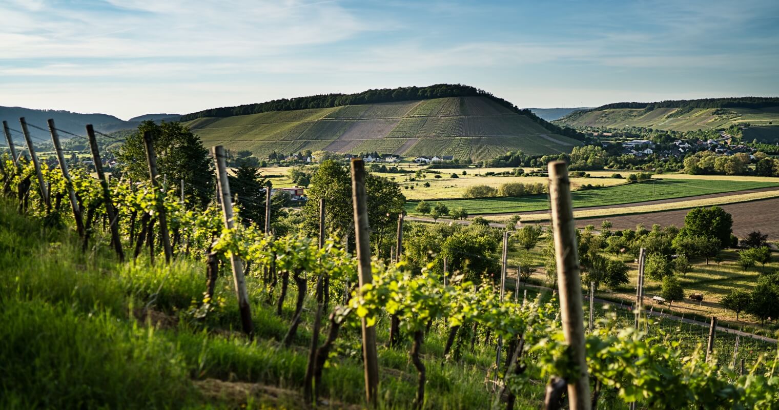  Landscape, Weingut Weber