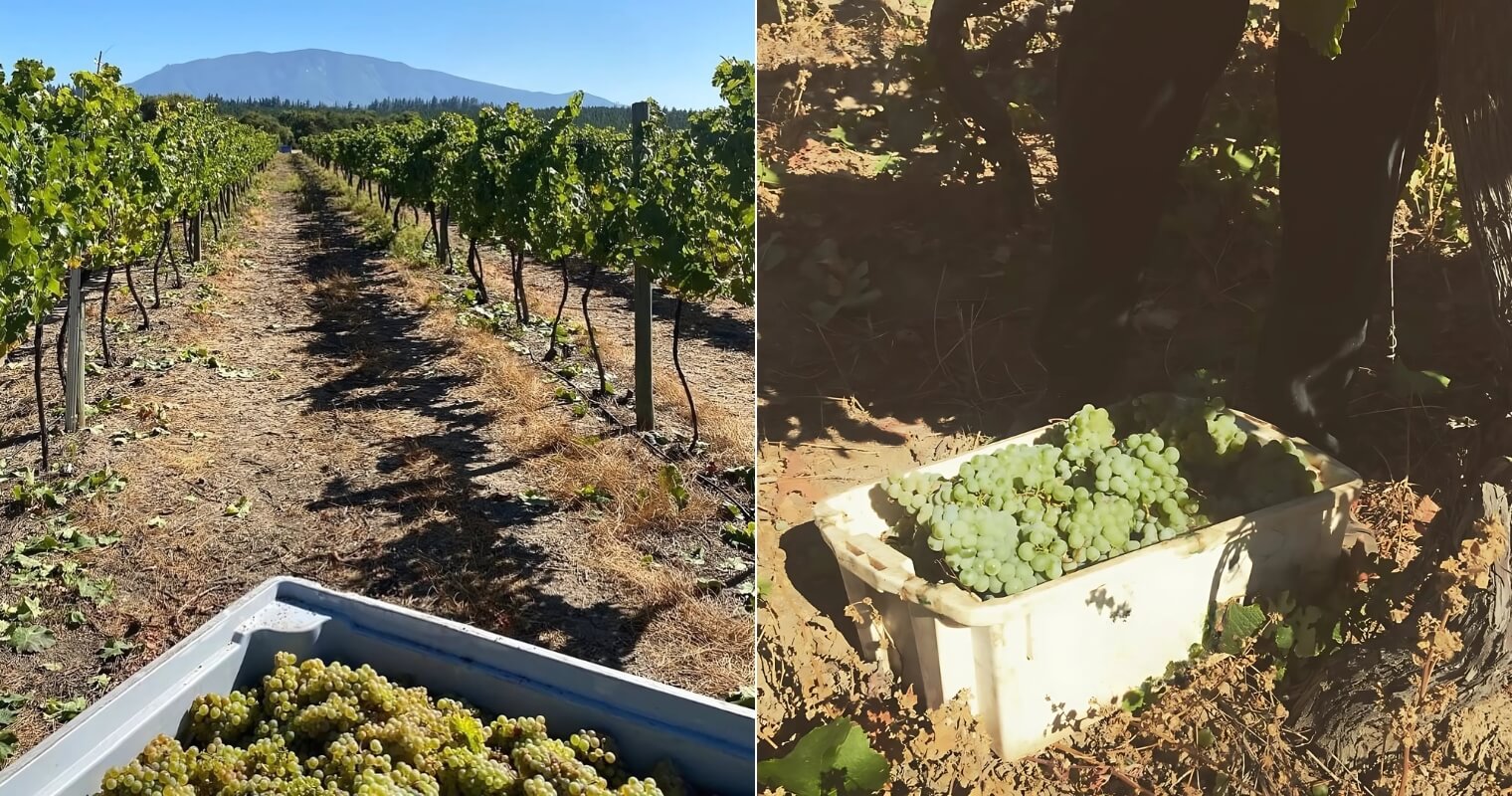 Riesling Vineyards