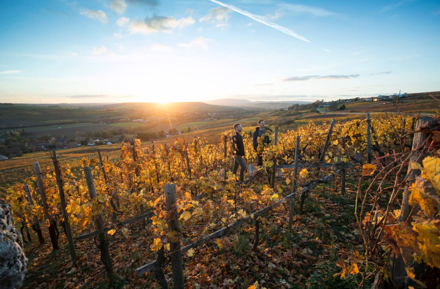 Stephan and Georg Schwedhelm at the Scheurebe vineyard