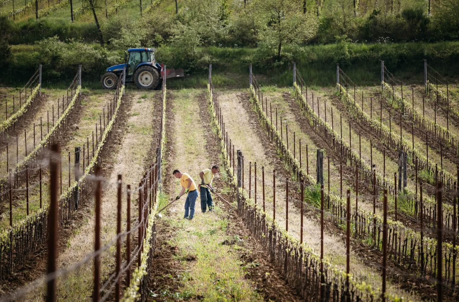 Vineyard work in progress