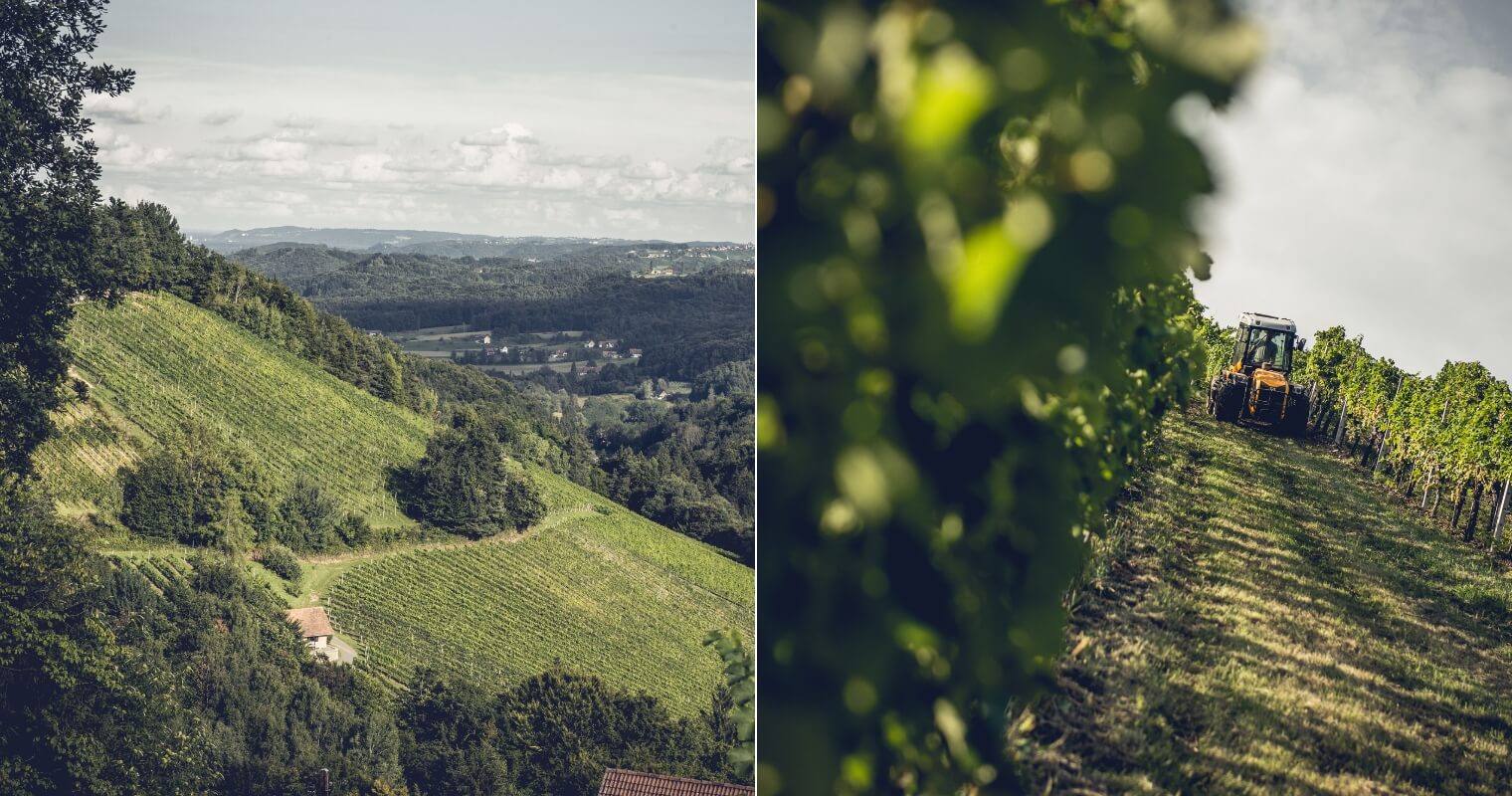 Vineyards of Kranachberg and Kehlberg