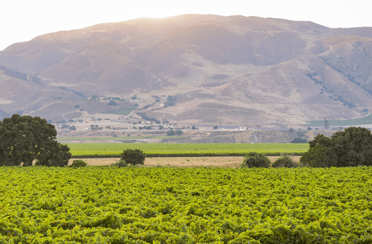 Wente Family Estates