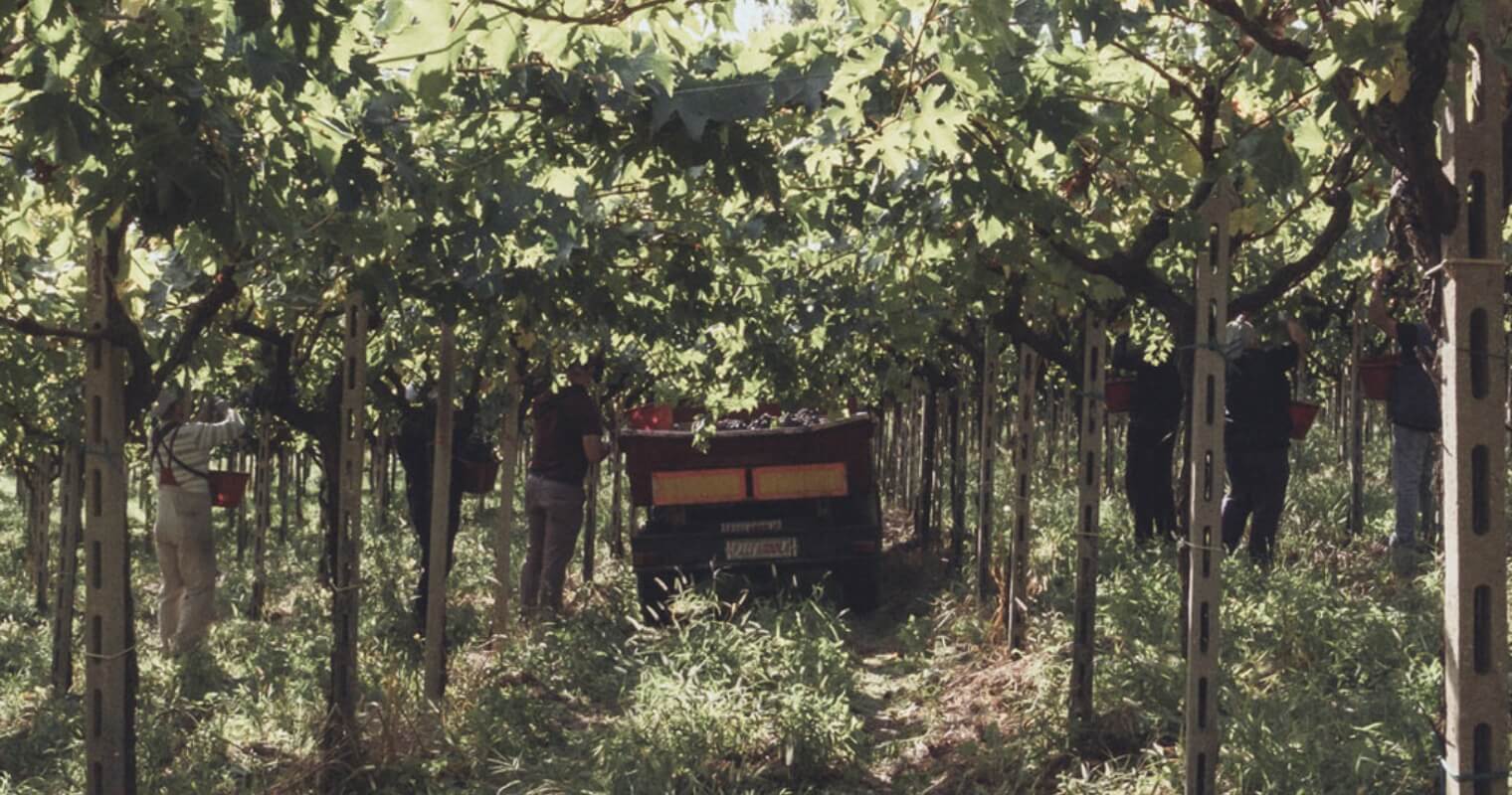The Terroir - Idi Di Marzo estate