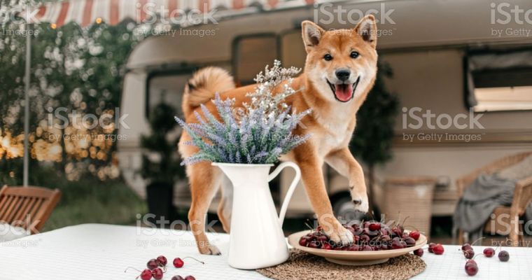 Shiba Sommelier