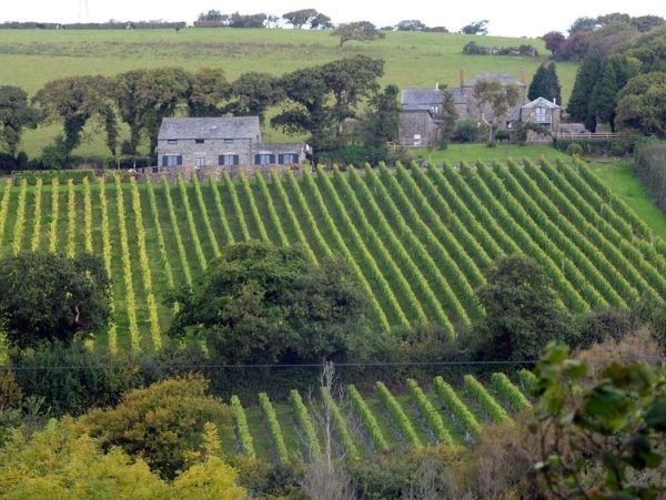 English Vineyard