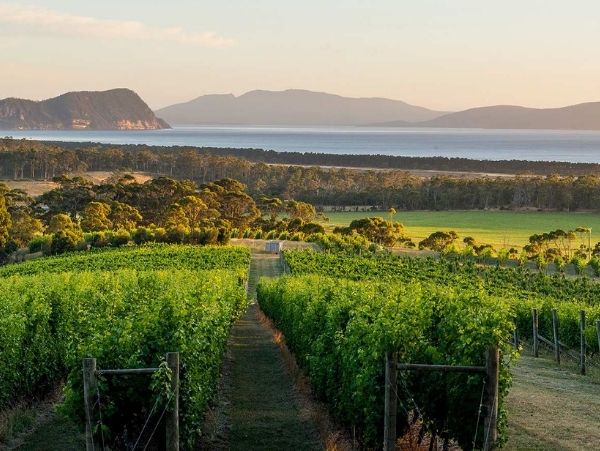 Tasmanian Vineyard