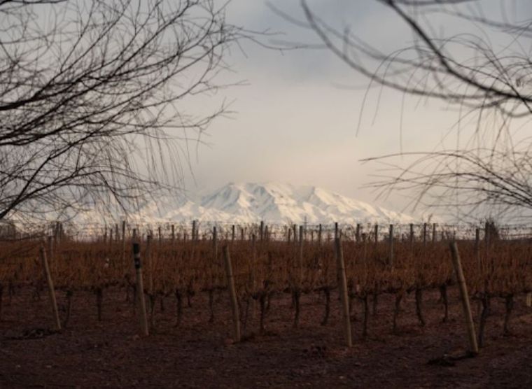 La Dolores Vineyard with Andes mountain range