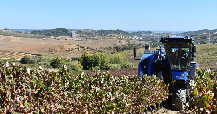 Harvest at the Condado Portucalense Vineyard