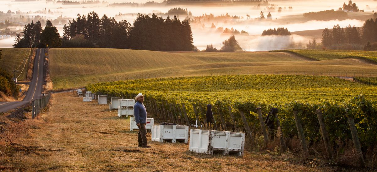 Photo for: Oregon's Vinous Chessboard: Navigating Quality, Sustainability and Consolidation