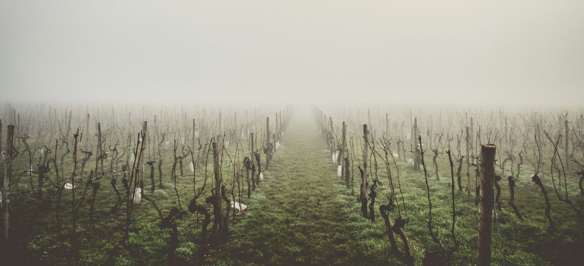 Photo for: Dreads of Climate Change and Emerging Terroirs in traditional wine regions