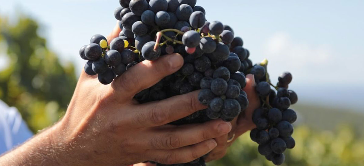 Photo for: Natural Wine Movement - Bringing You Closer To Nature Through Wines