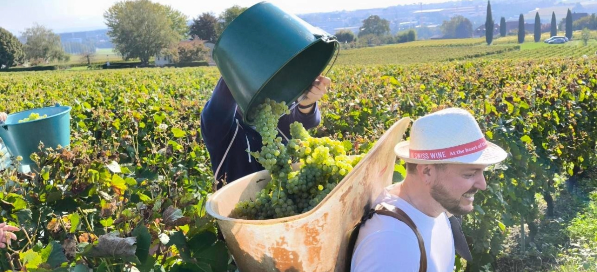 Photo for: Swiss Wine Industry in Transformation: Challenges and Opportunities Ahead