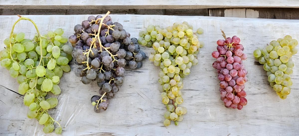 Photo for: The Rise Of Regional Grape Varieties And Their Impact On The Wine World
