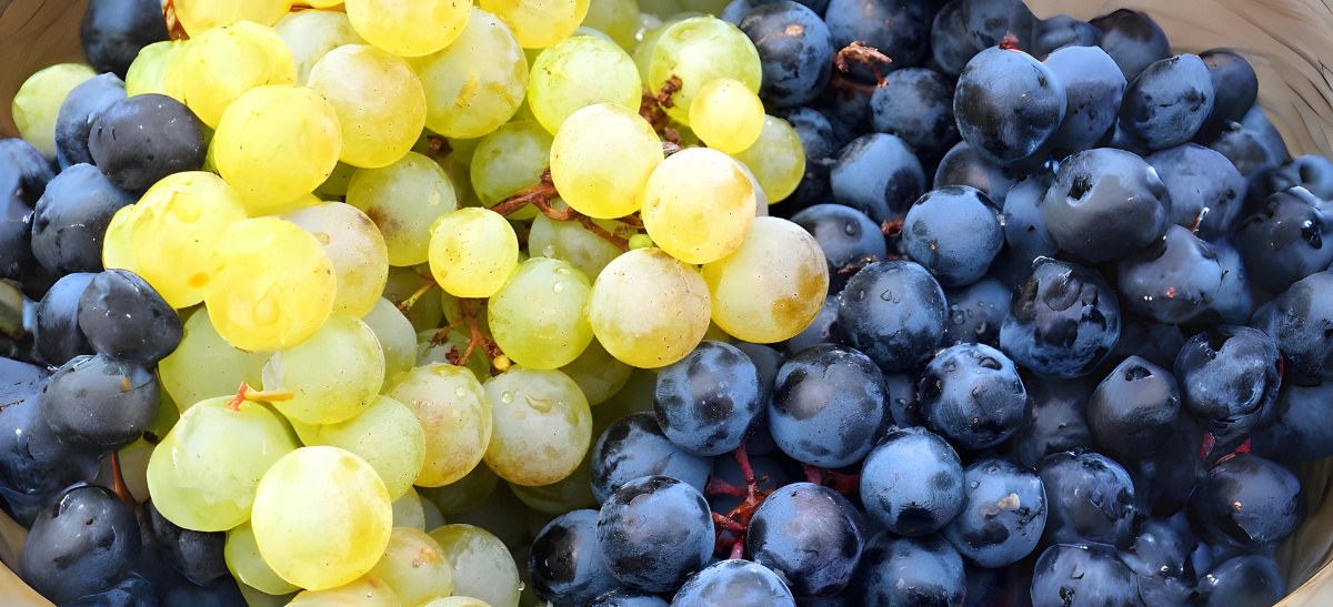 Photo for: Analyzing the Distinctions Between Red and White Wines and their Benefits