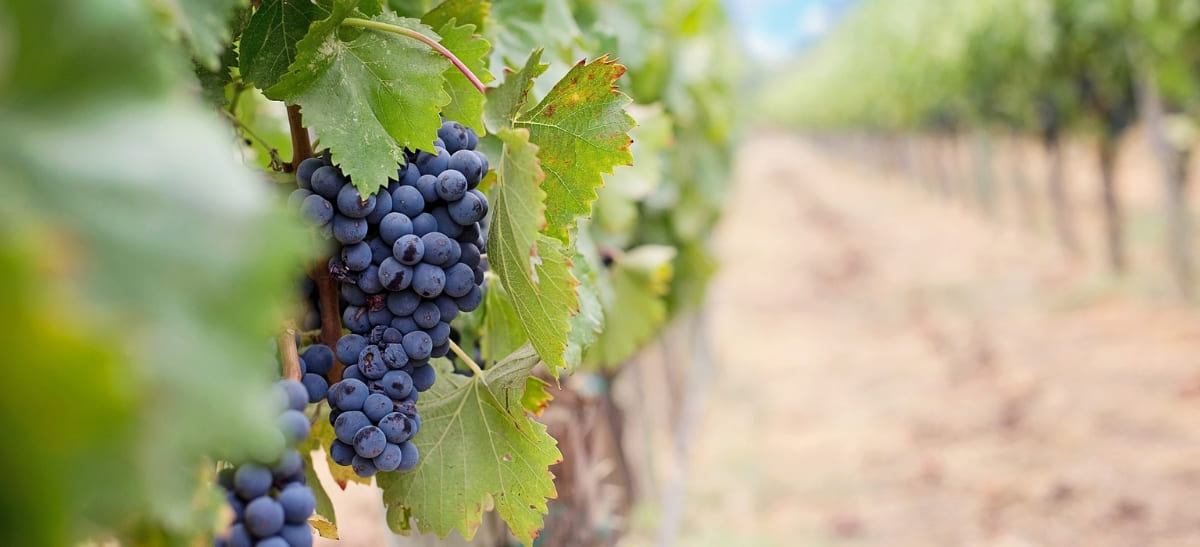 Photo for: Discovering Uncommon Grape Varietals