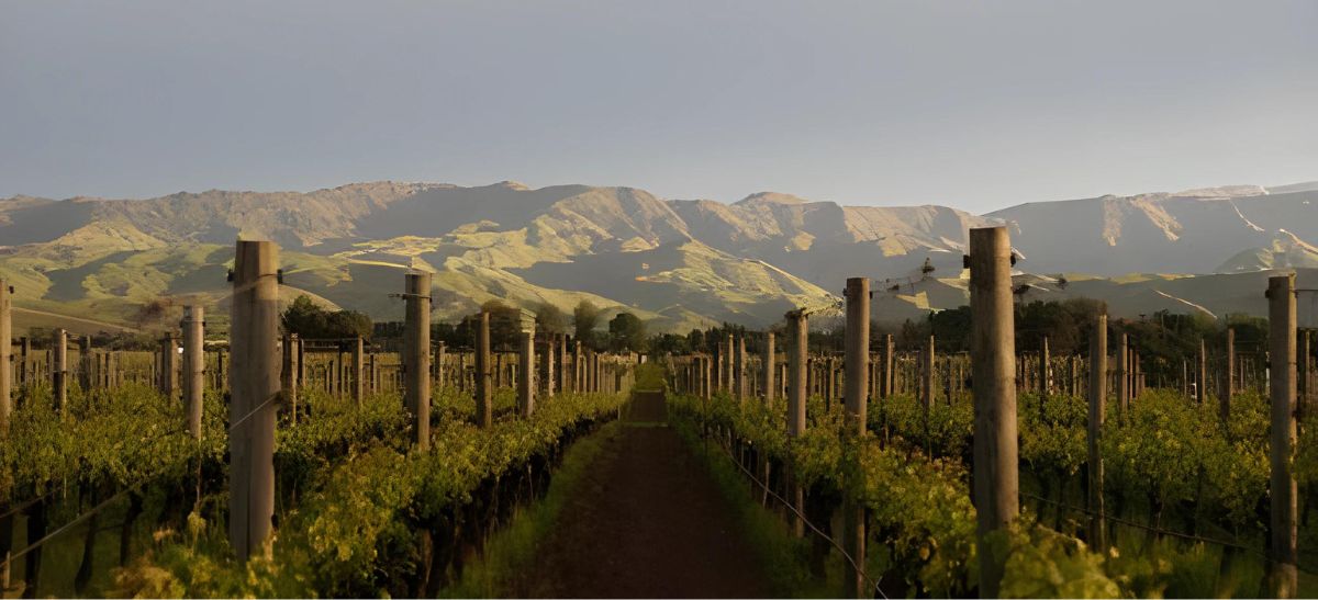 Photo for: New Zealand Wine: A Dynamic Trade Organization in a Dynamic Wine-Producing Nation