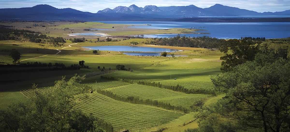 Photo for: Tasmanian Wine and Wine Tasmania: Ones to Watch
