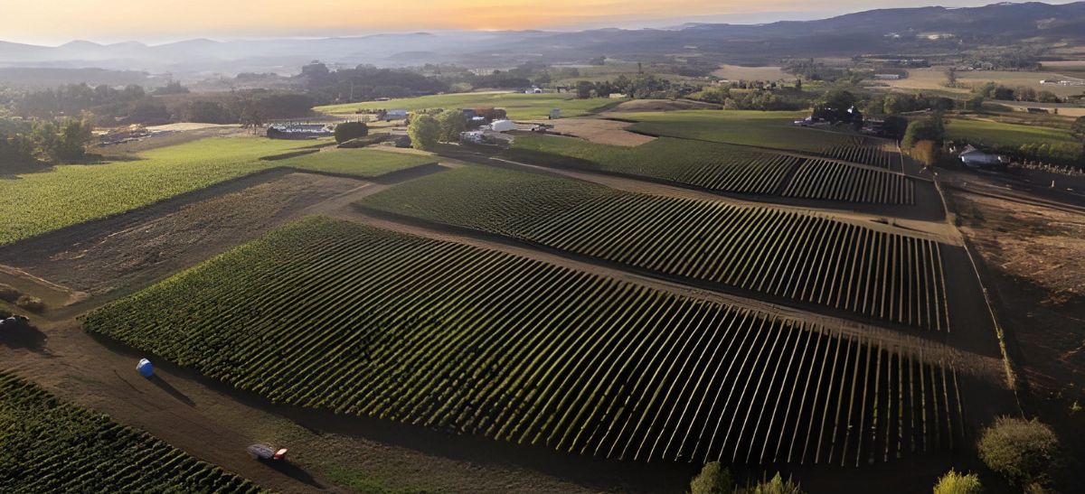 Photo for: Wine Trade Association Profile: The Current State of “Oregon Wine”