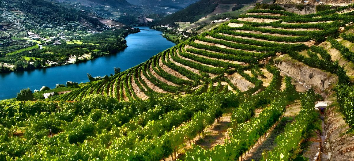 Photo for: ViniPortugal and the Strong Advance of Portuguese Wines: An Interview with Maria João Menezes