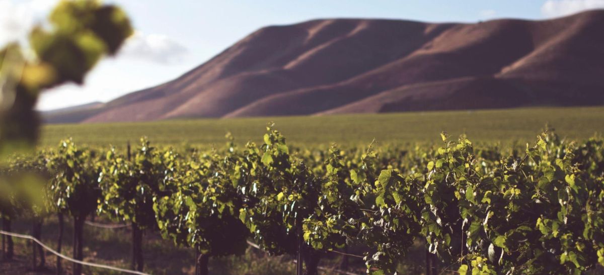 Photo for: Burgundy and Bordeaux Wines Vie for the Top Spot in US Wine Scene