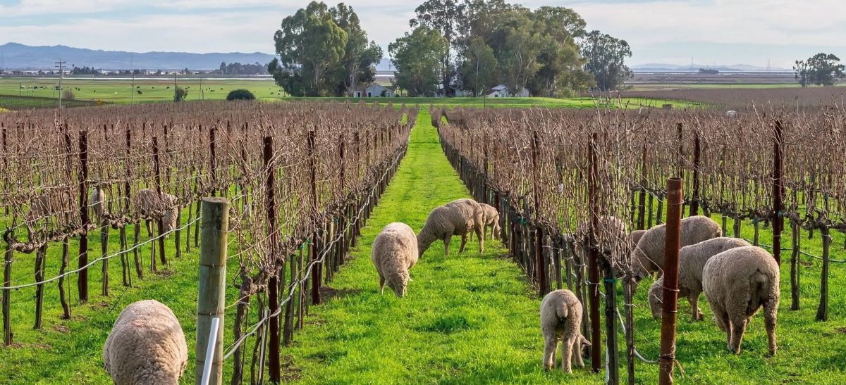 Photo for: Essential Sustainability Certifications for US Wineries: What They Are and Why They Matter