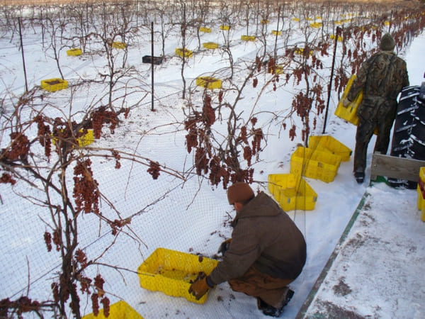 icewine harvest