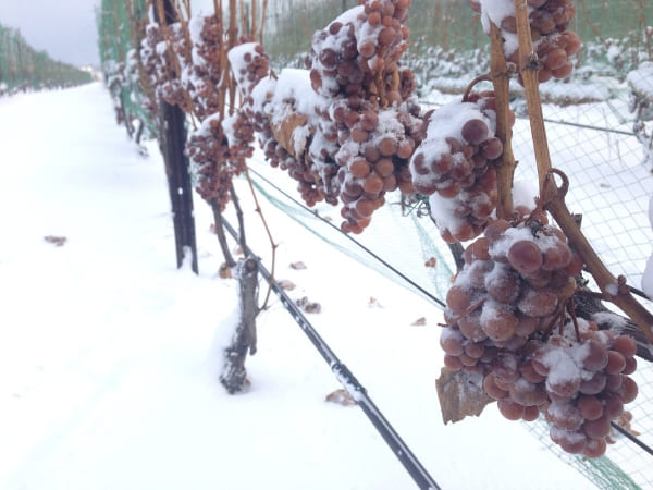 All You Need To Know About Ice Wine and Its Unique Facts