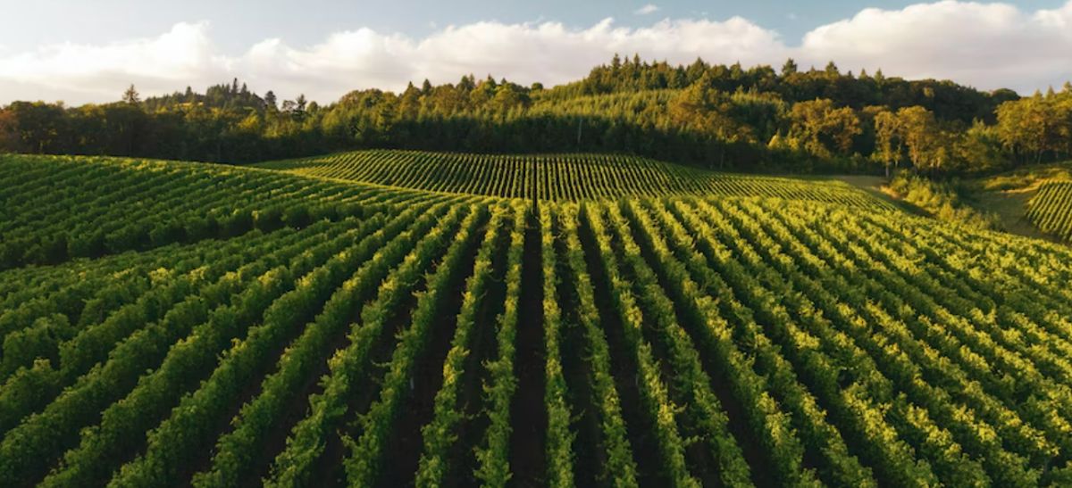 Photo for: Idaho : USA’s answer to New World Wines