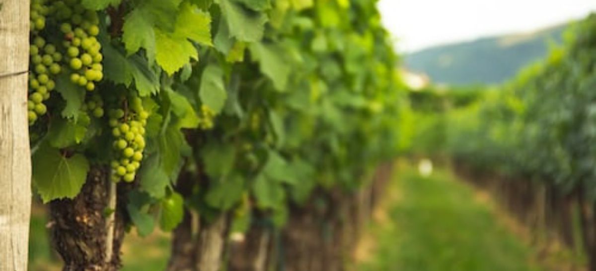 Photo for: Wines of Washington