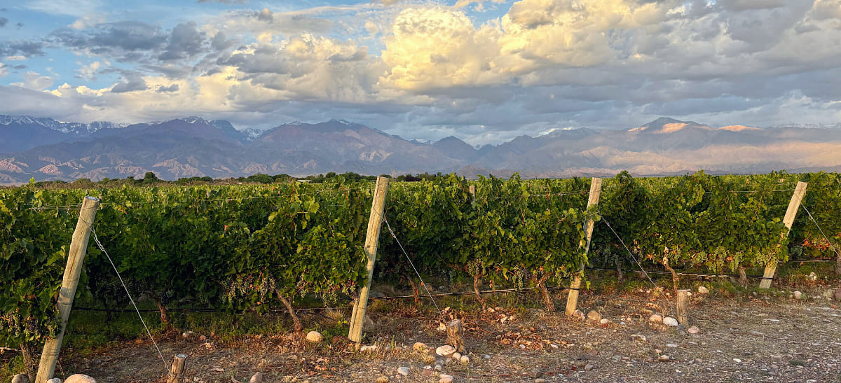 Photo for: Elevating Argentina: From Grocery Aisles To Global Icons