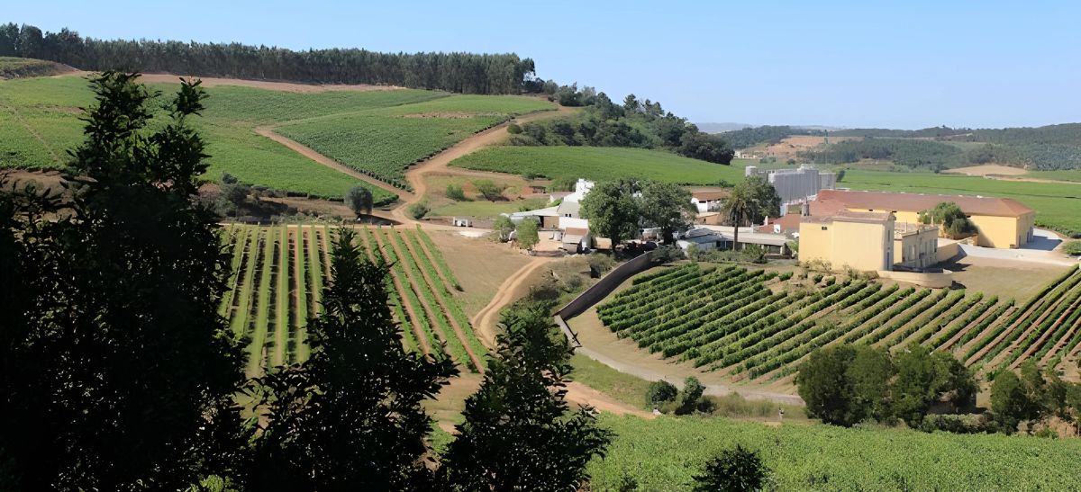 Photo for: Vineyard Chronicles: Parras Wines' Legacy of Tradition and Innovation