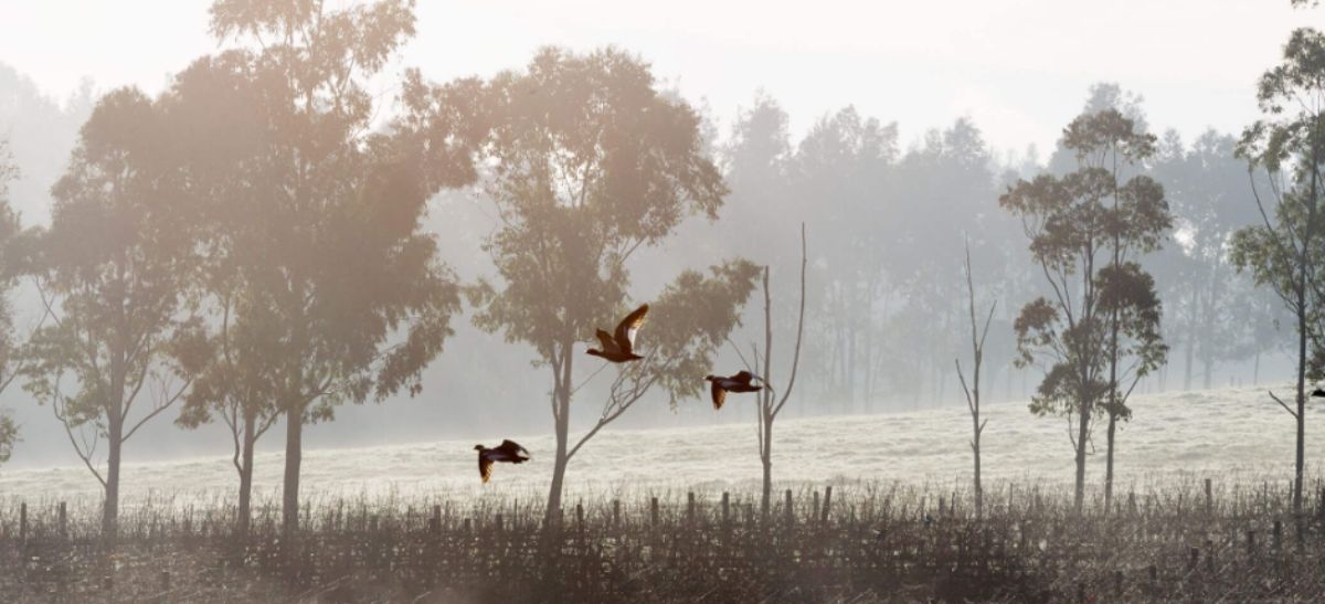 Photo for: Australian Rose Gets The Best Rosé To Drink By The Glass By Top Sommeliers