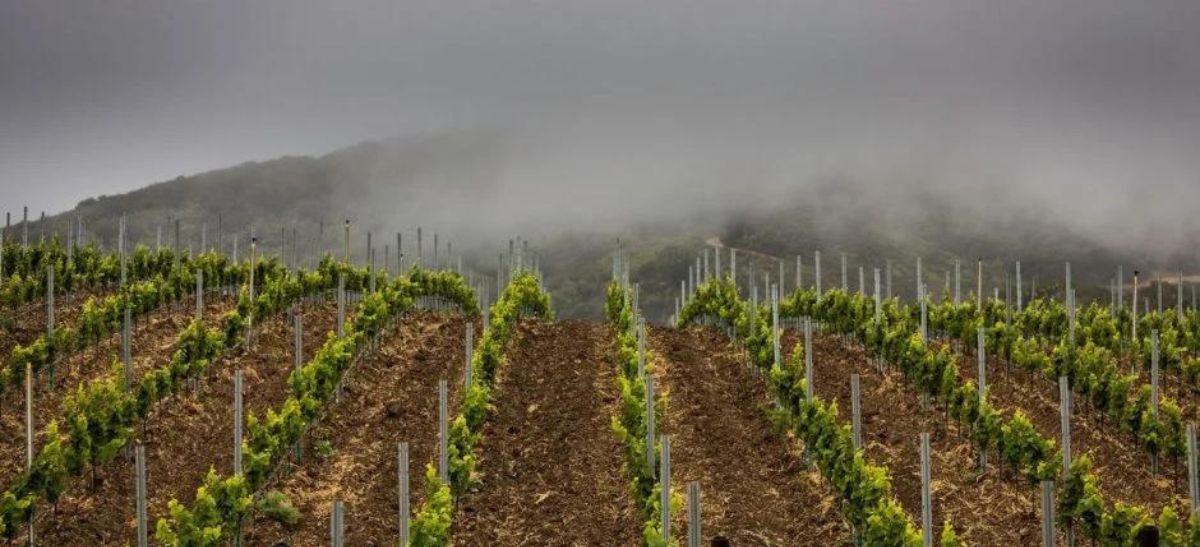 Photo for: Constellation Brands and Premiumization: Holding A Mirror to the Wine Industry