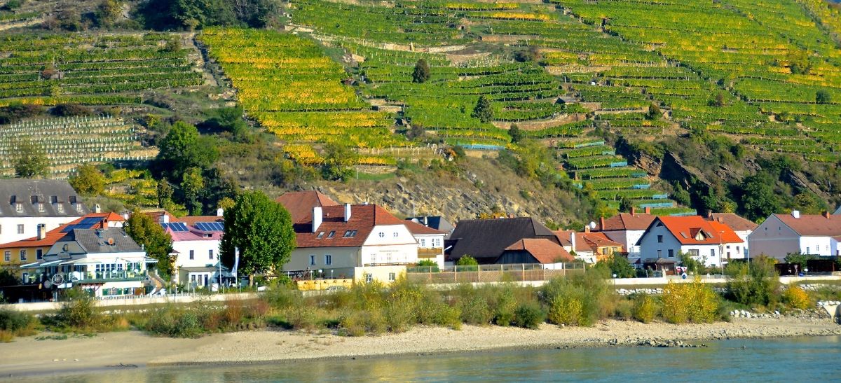 Photo for: Focus On: Austrian Wine