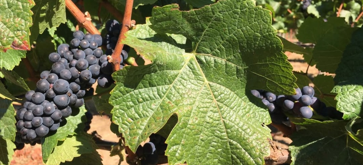 Photo for: How Eco-Conscious Wine Brands Like Terragena Give Distributors a Competitive Edge