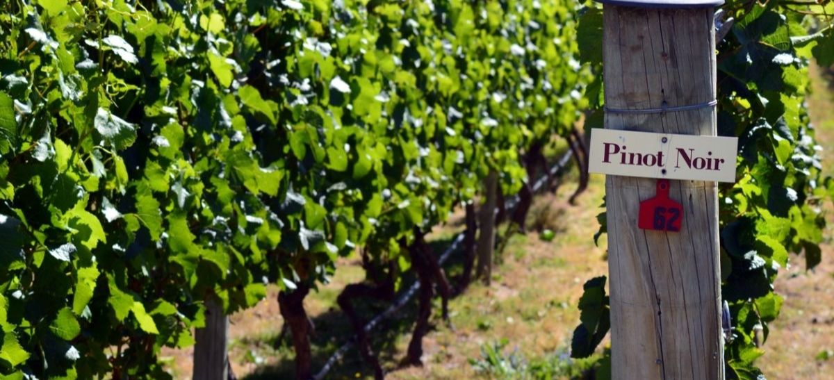 Photo for: Pacific Rim & Co- A Family of Wines Born In The Pacific Northwest