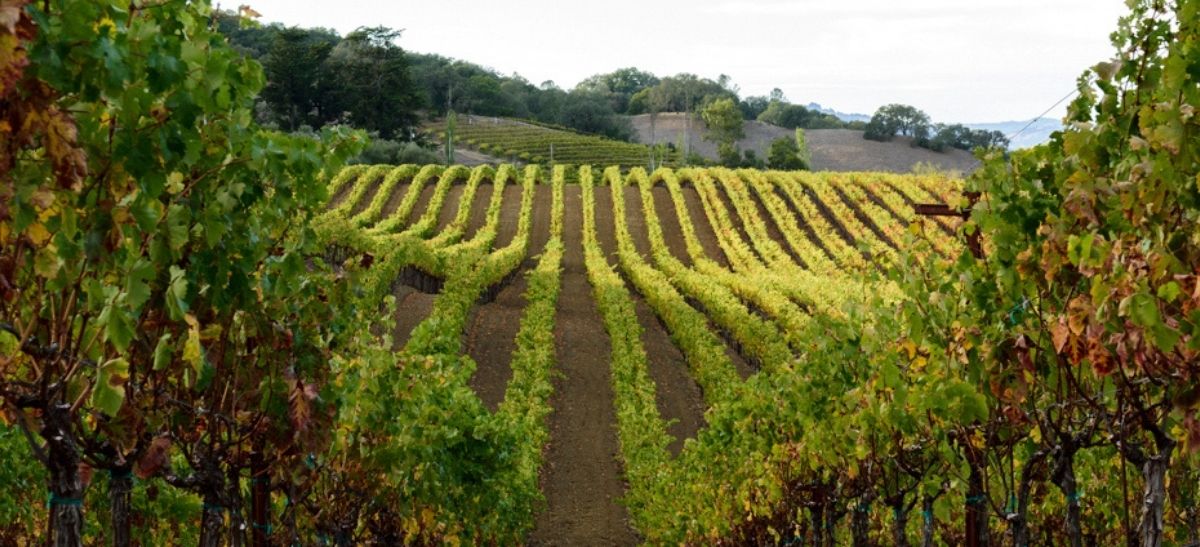 Photo for: Blue Rock Vineyard- A Feel Of Italy In Sonoma county