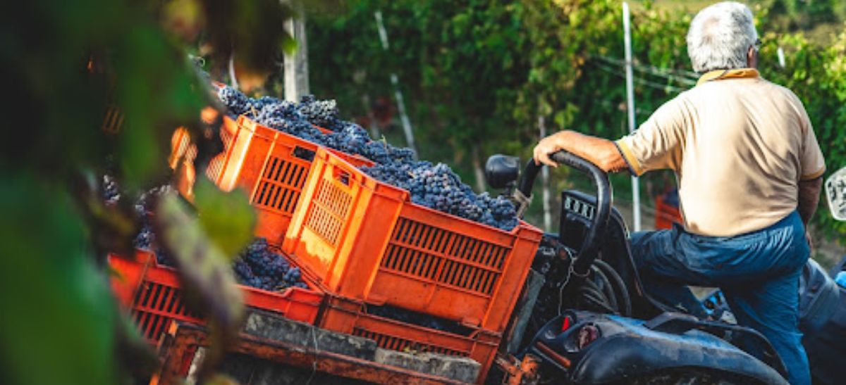 Photo for: How Winemakers Maintain Consistency Year after Year: A Guide for Sommeliers and Bartenders