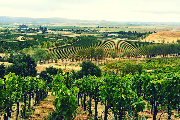 Carneros Cline Family Cellars