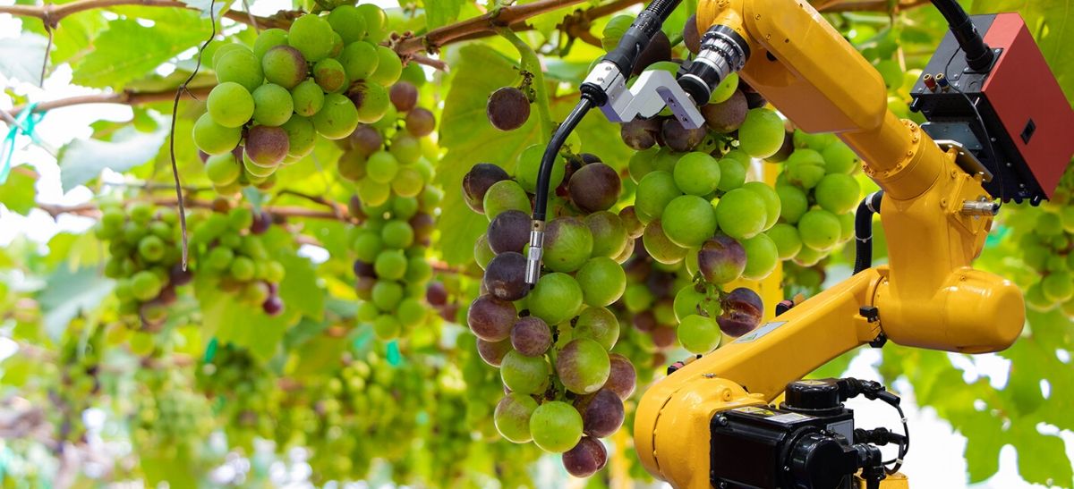 Photo for: Wine and Tech Walk Together in 2020