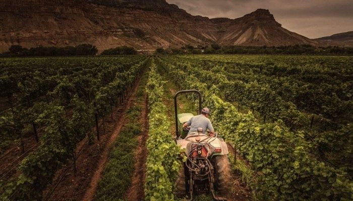 A picture of a man working in the vineyard