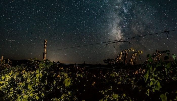 Vineyard at night