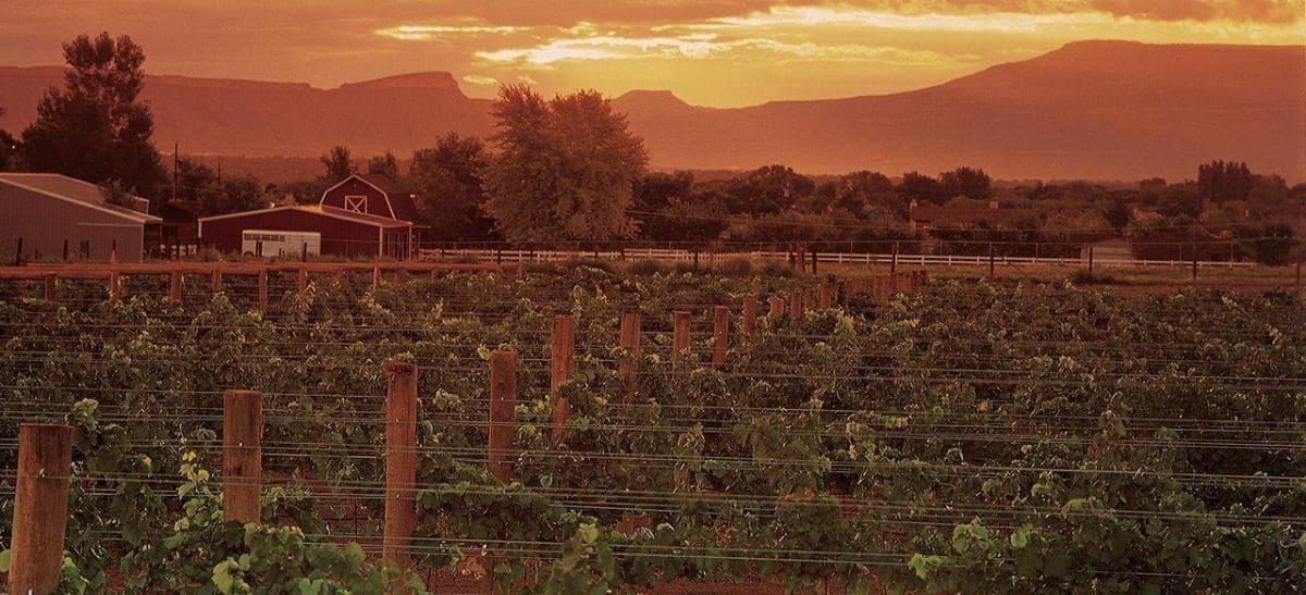 Photo for: Spotlight: Emerging Wine Regions