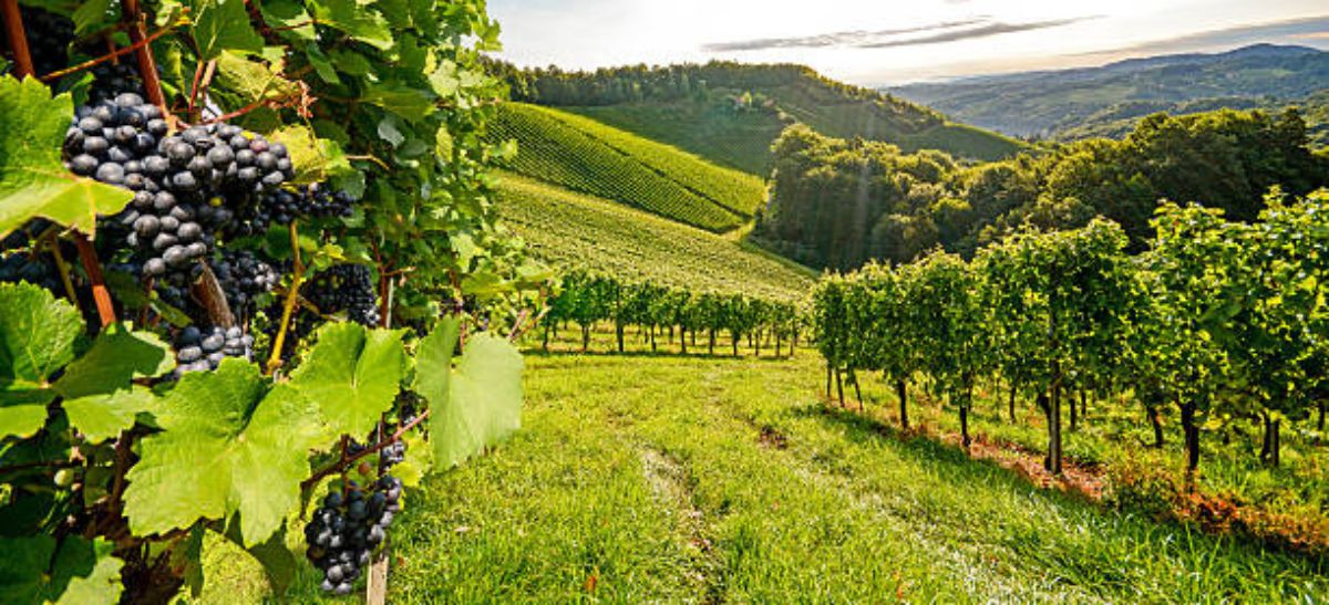 Photo for: Unveiling Asia's Vinous Revolution and More: 10 Emerging Wine Regions with a Glimpse of History