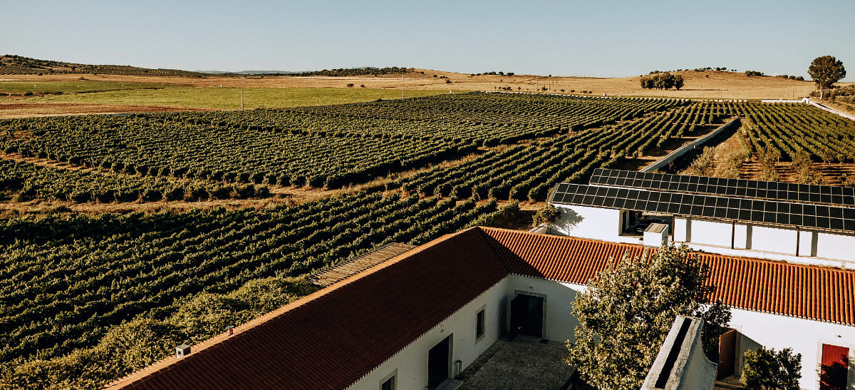 Photo for: The Rise of Wine Tourism: How Wineries Are Captivating a New Generation of Travellers