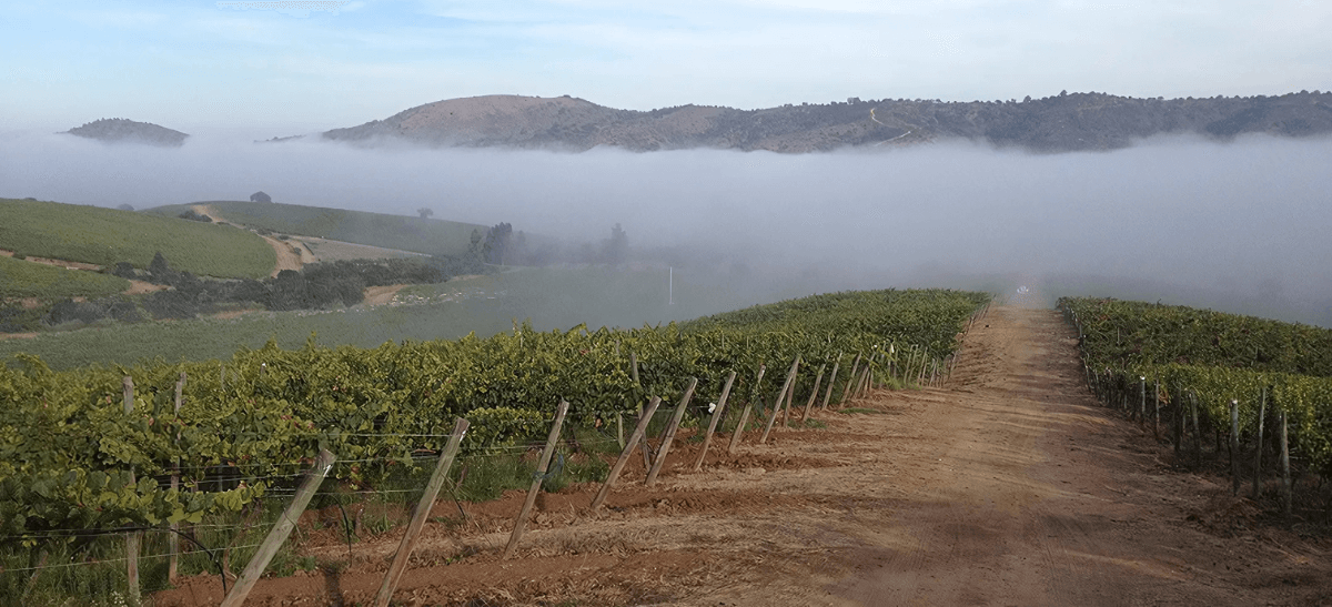 Photo for: Questions and Answers on Chilean Terroir with Julio Bastias of Viña Matetic