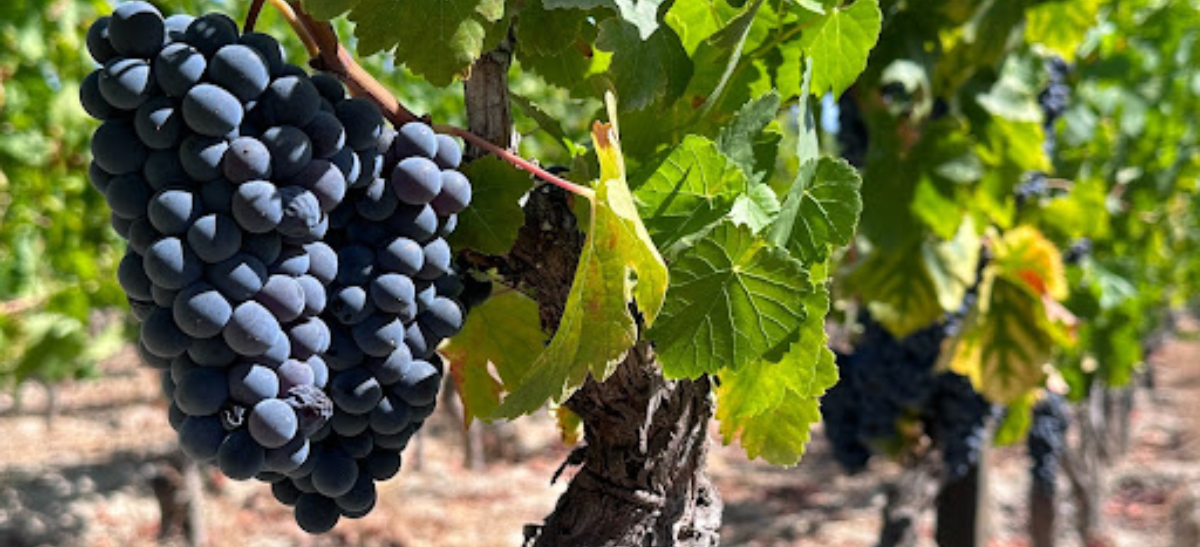 Photo for: A Varietal to Watch: Touriga Nacional may Conquer the Globe and Come to Rival Cabernet